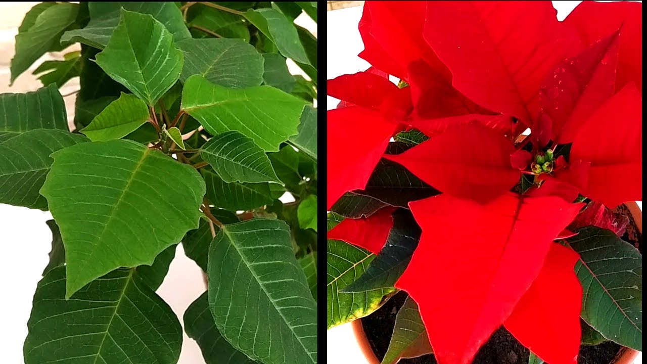 como poner hojas rojas flor de pascua