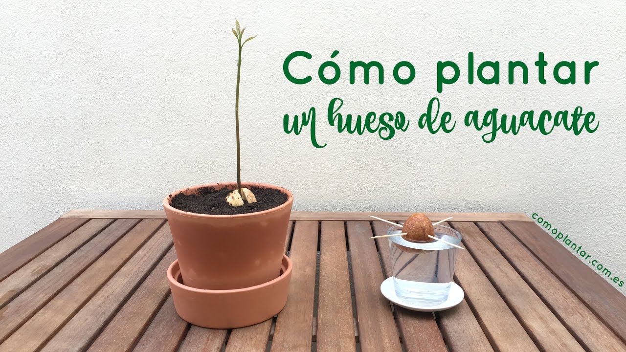 como preparar hueso de aguacate para plantar