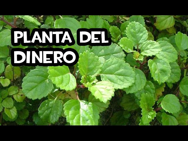 como propagar la planta del dinero