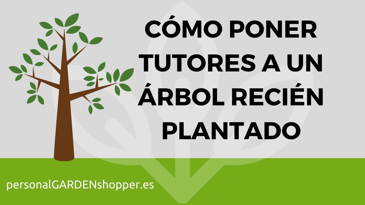 como proteger un árbol recién plantado