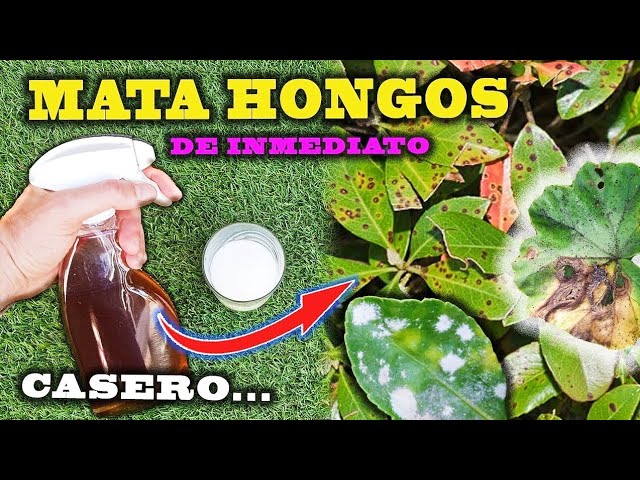 como quitar hongo de las plantas