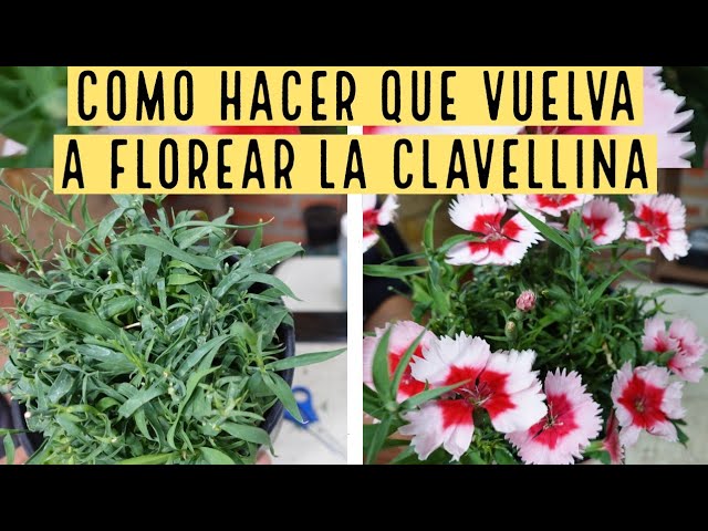 como quitar las flores secas de las clavelinas