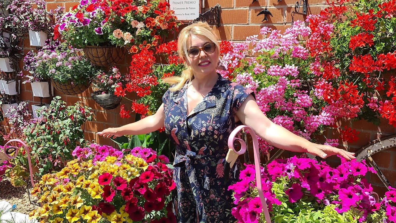 como quitar las flores secas de los geranios