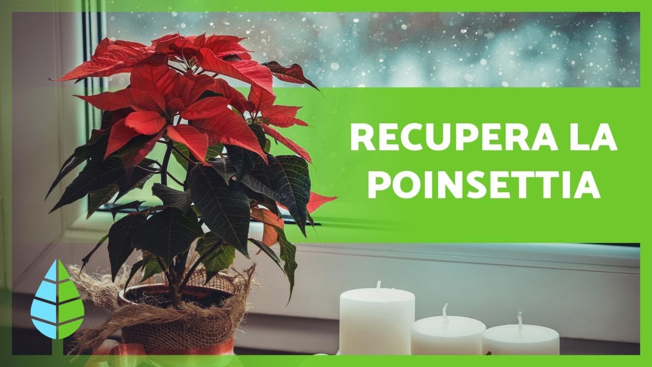 como recuperar una flor de pascua mustia