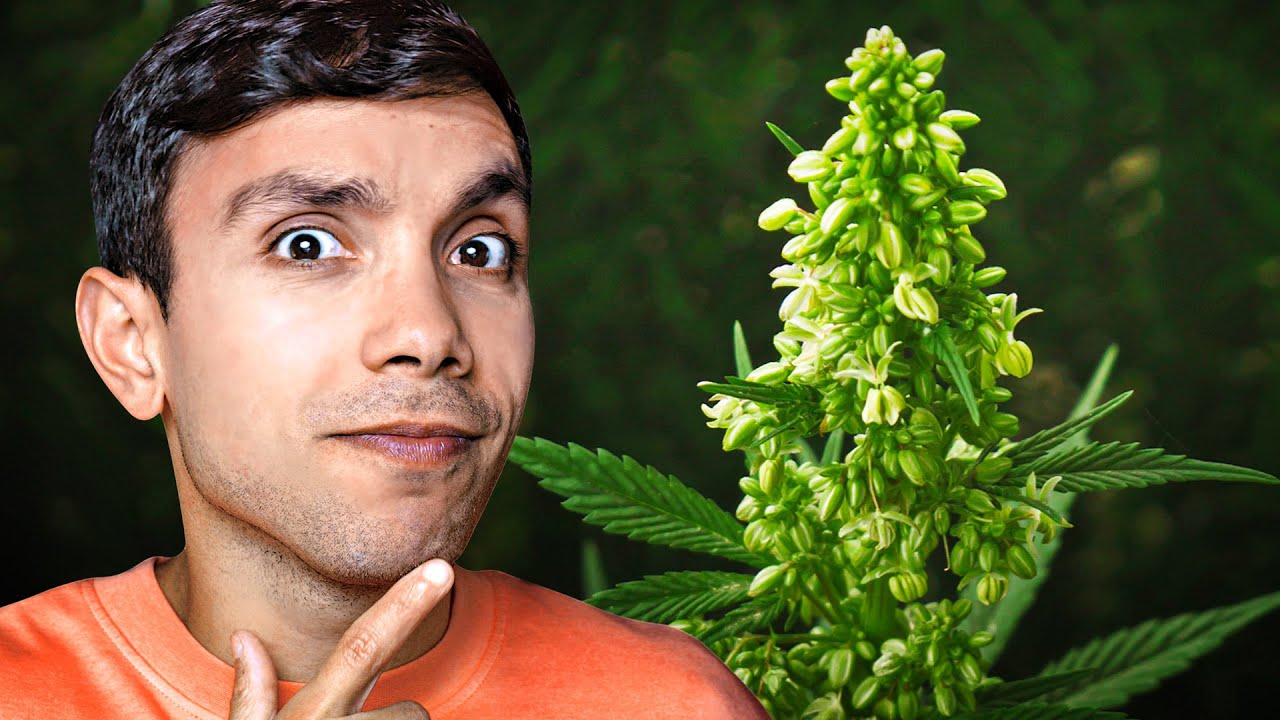 como saber si una planta es macho o hembra