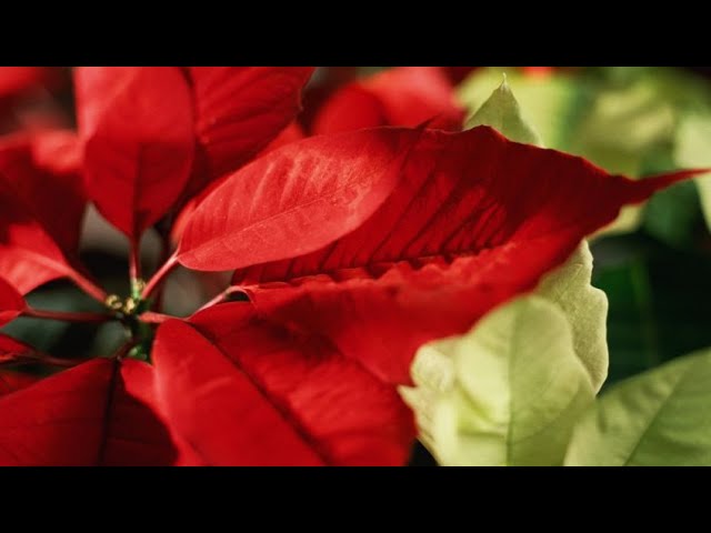 cómo se conserva la flor de pascua