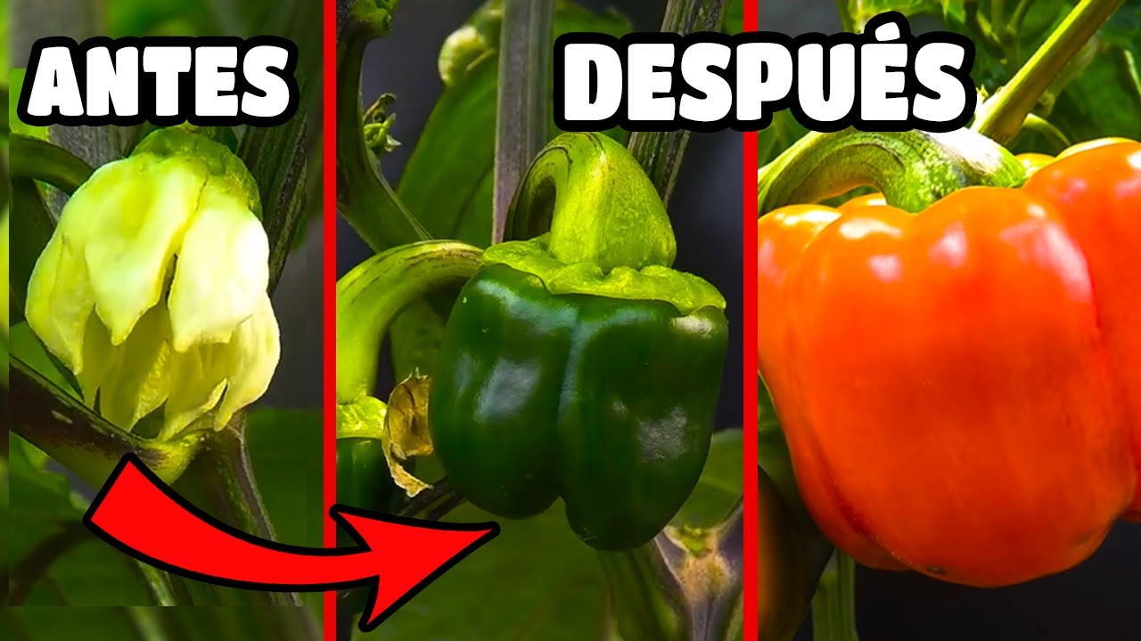 como se forma el fruto de una planta