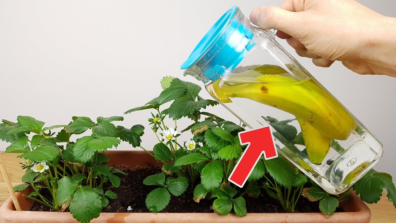como se hace el te de platano para las plantas