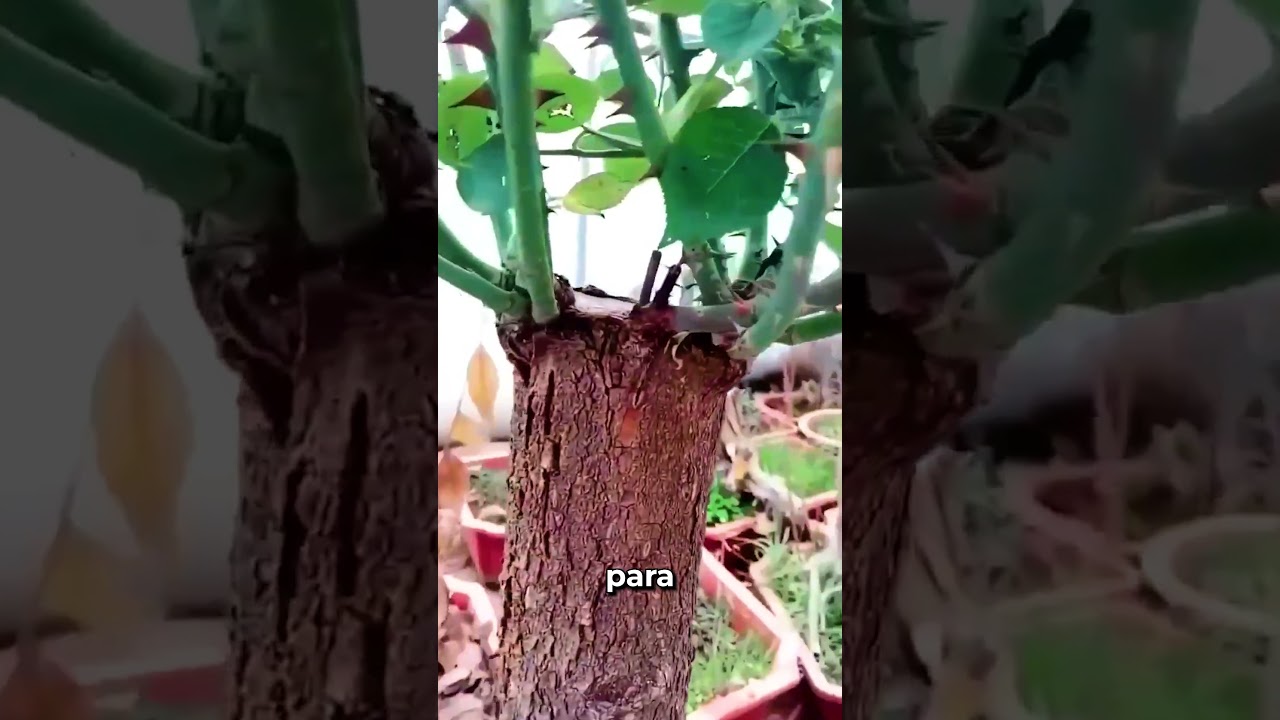 como se llama el arbol de flores rosas
