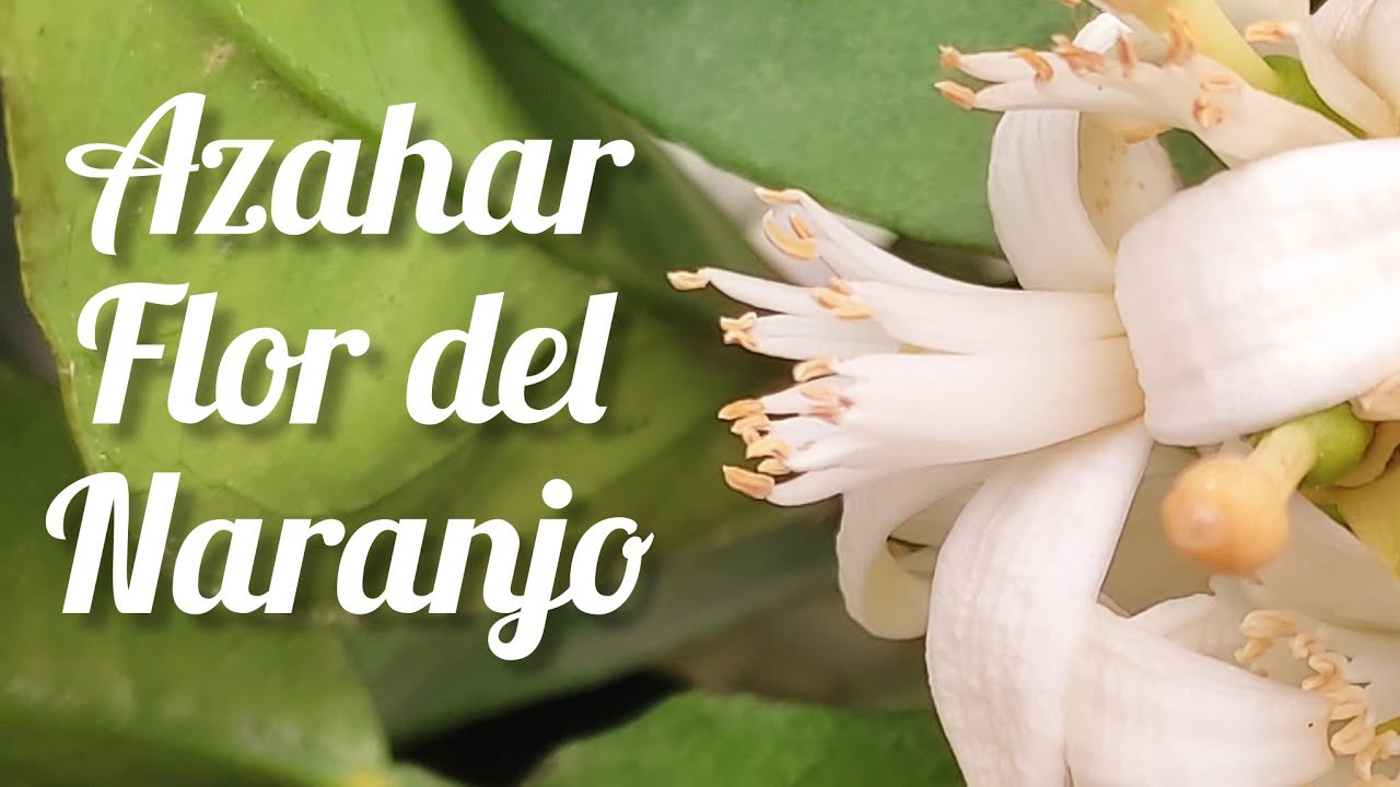 cómo se llama la flor del naranjo