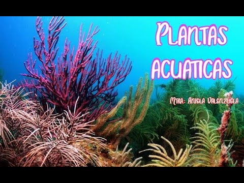 como se llaman las plantas de agua