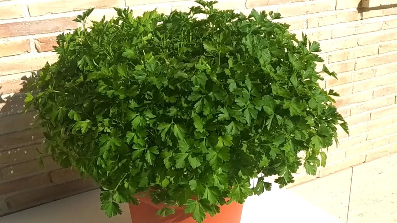 como se planta el perejil en maceta