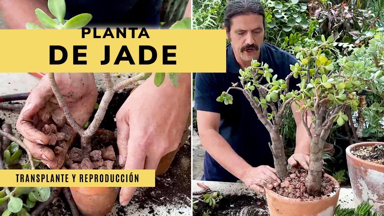 como trasplantar la planta de jade