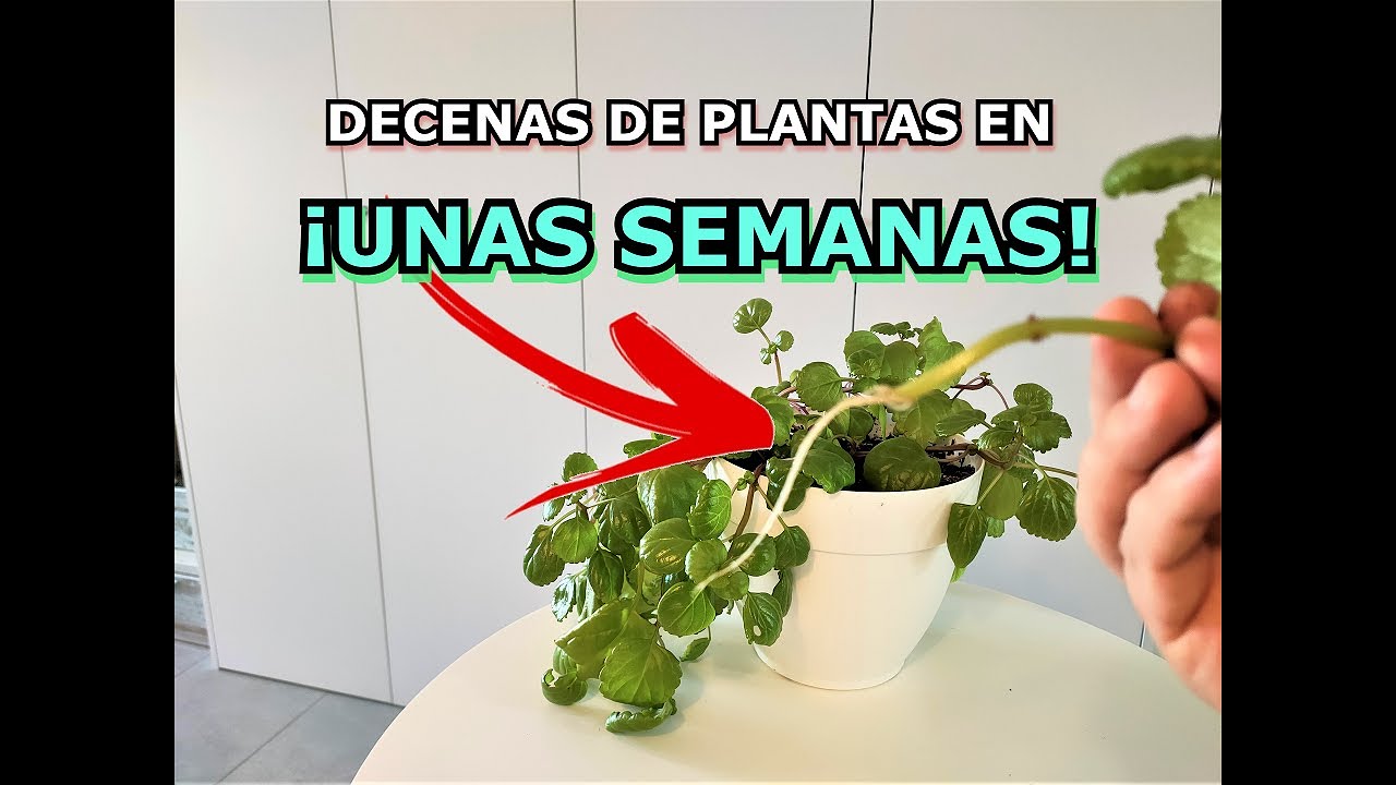 como trasplantar la planta del dinero