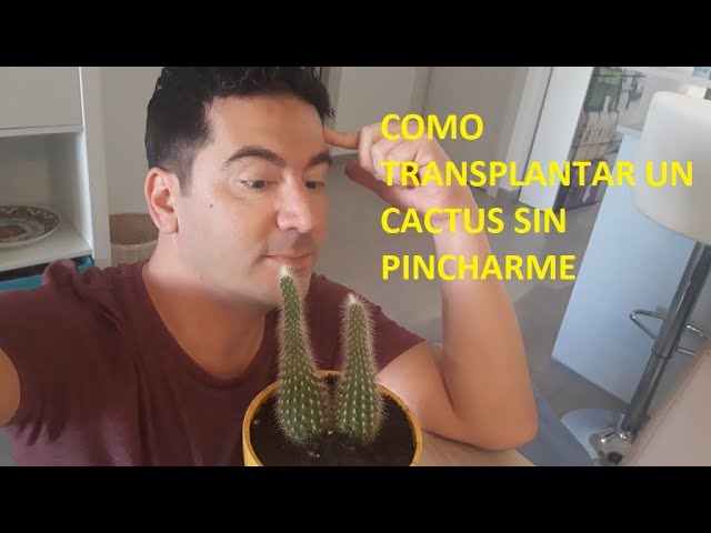 como trasplantar un cactus grande sin pincharse