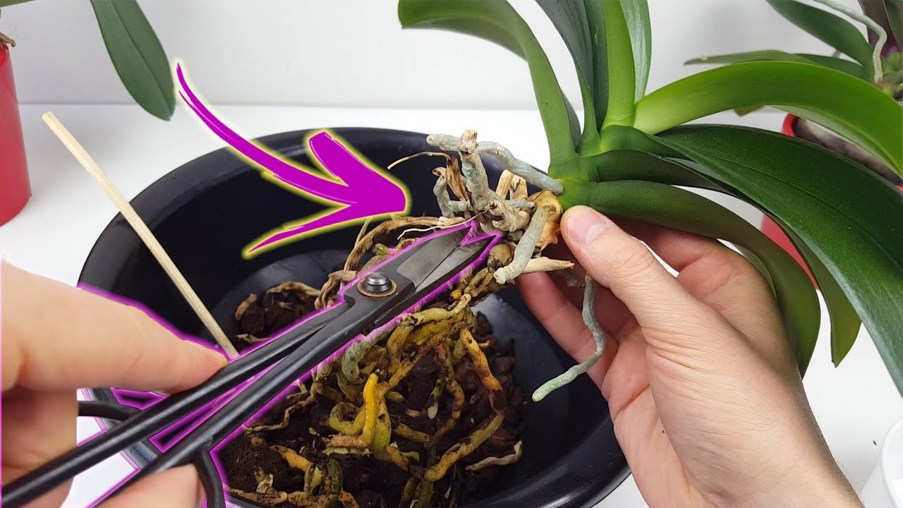 como trasplantar una orquidea a una maceta mas grande