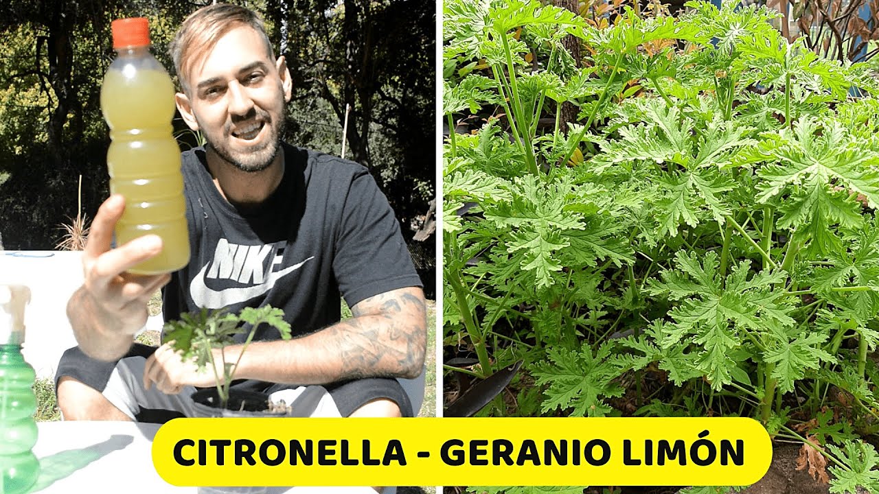 como usar la planta de citronela para los mosquitos
