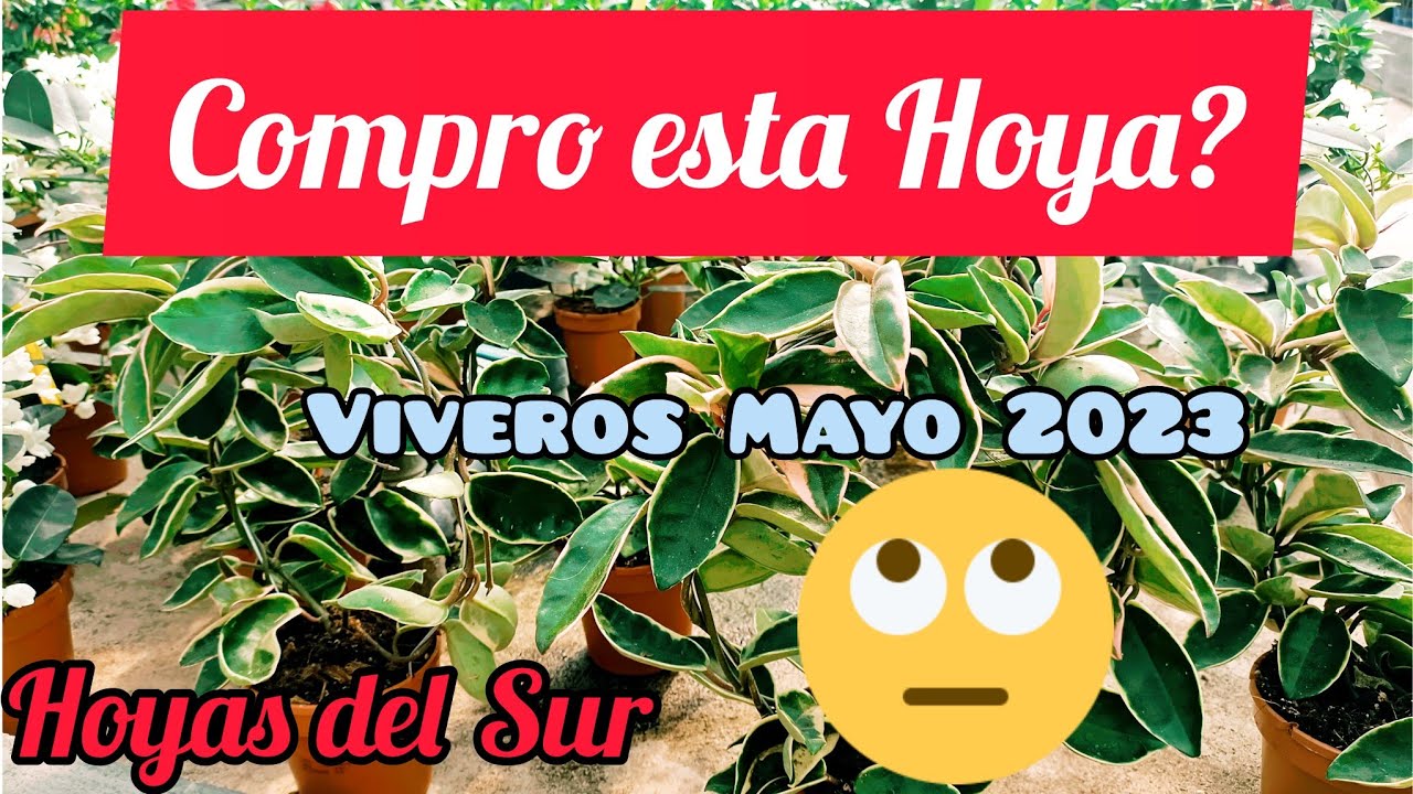 comprar hoya carnosa o flor de cera