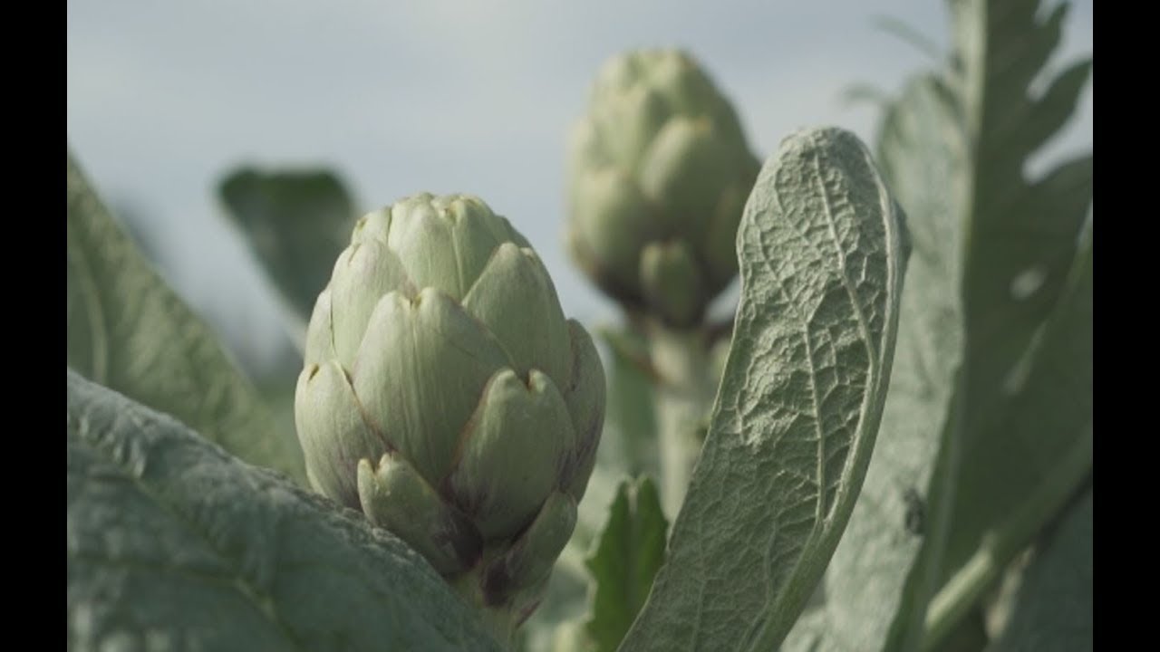 comprar planta de alcachofa blanca de tudela