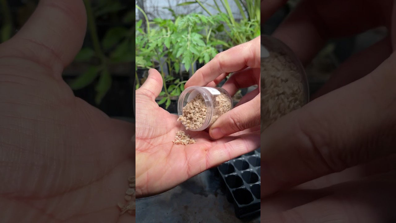 comprar plantas de tomates en madrid