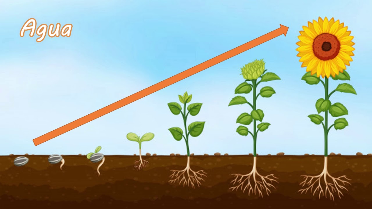 crecimiento de una planta paso a paso