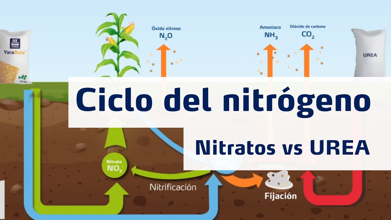 cual es el nitrogeno para las plantas