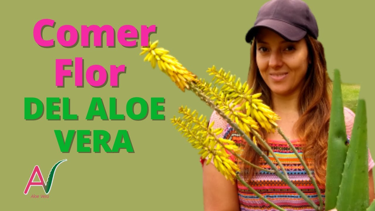 cuál es la flor del aloe vera