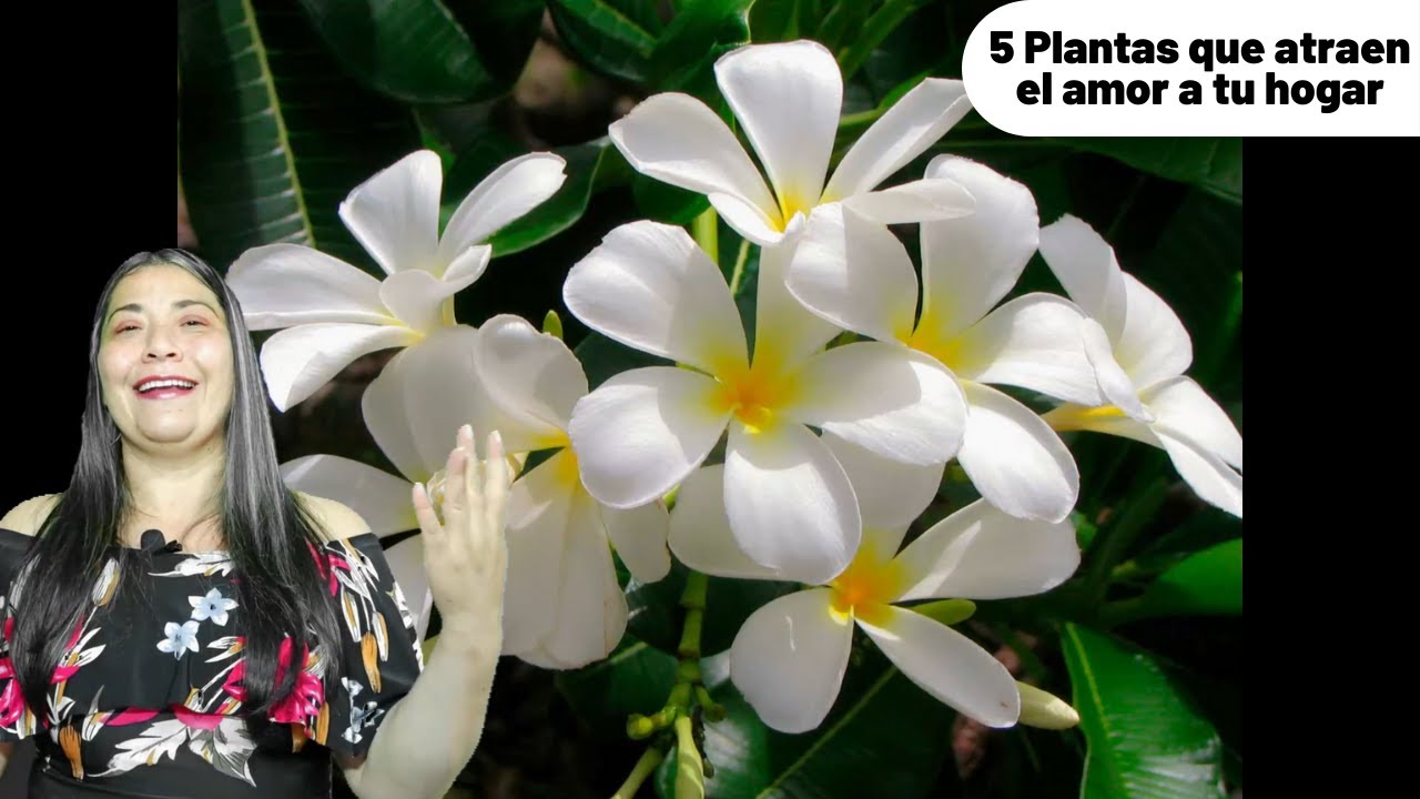 cuál es la flor del amor