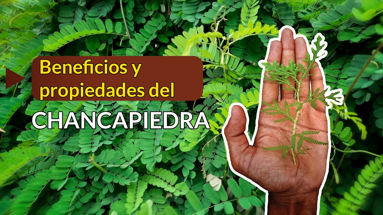 cual es la planta chanca piedra