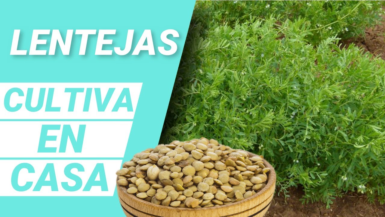 cuál es la planta de la lenteja