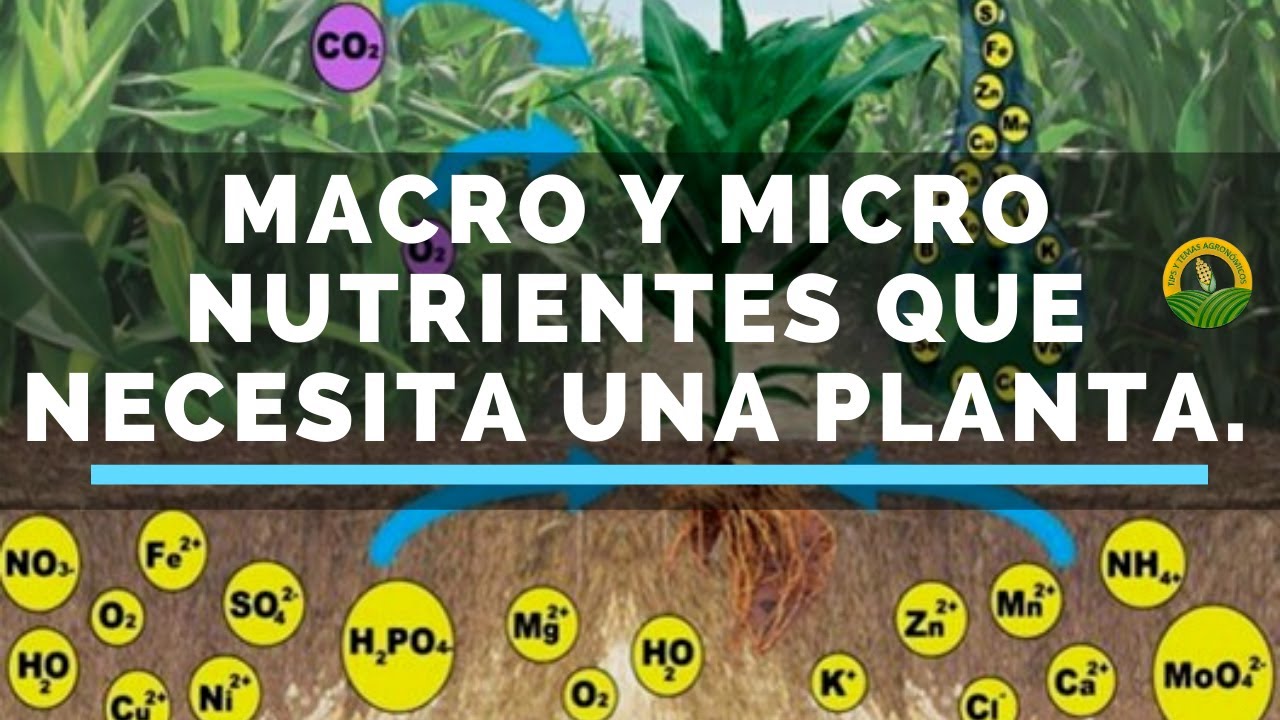 cuales son los macronutrientes en las plantas
