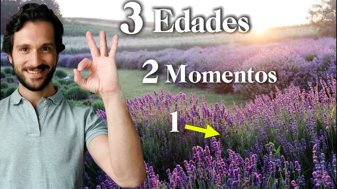 cuando cortar las flores de lavanda