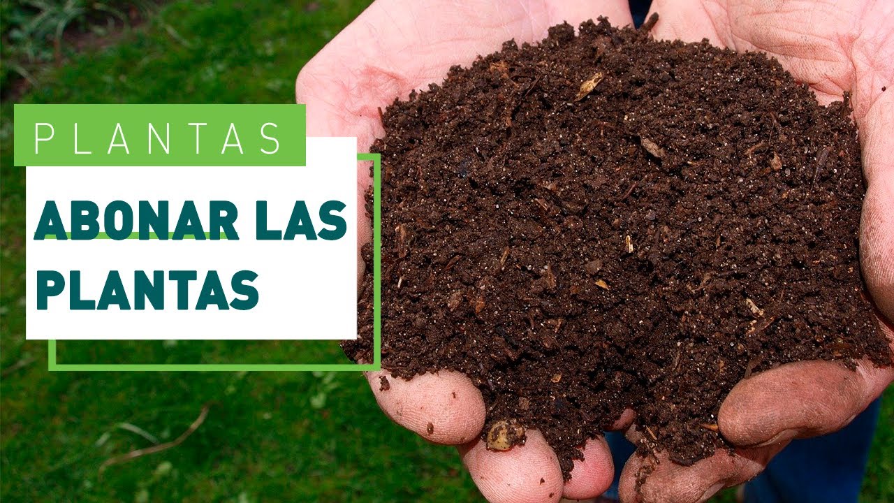cuando echar abono a las plantas