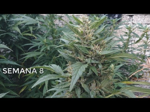cuando empieza la floración en exterior españa