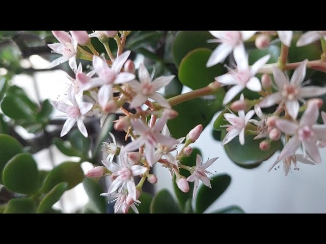 cuando florece el arbol de jade