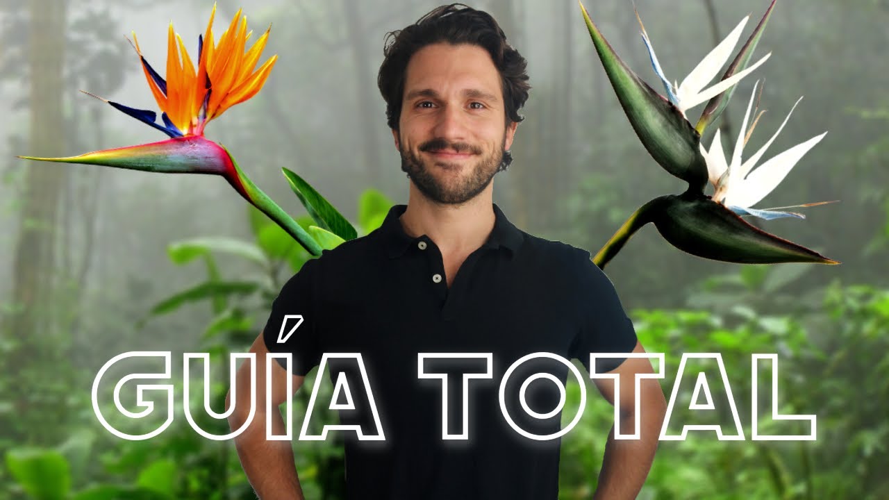 cuando florece el ave del paraiso