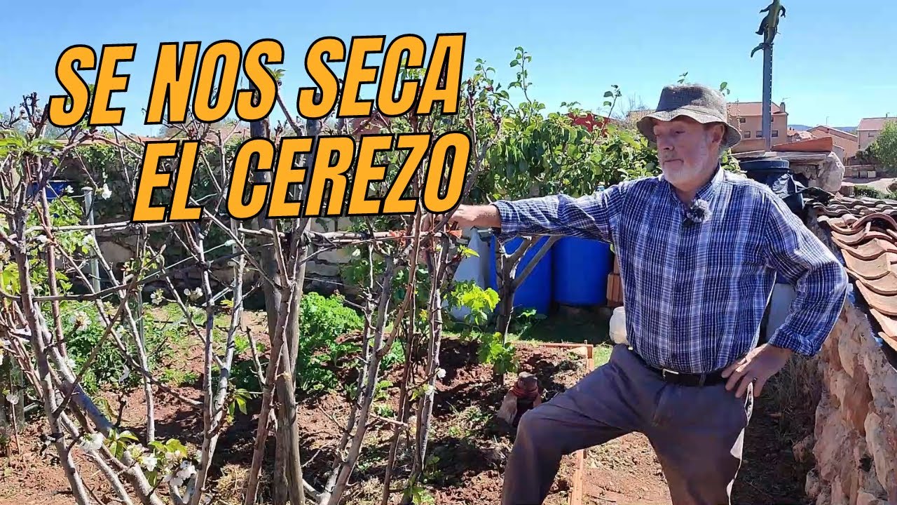 cuando florece el cerezo en españa
