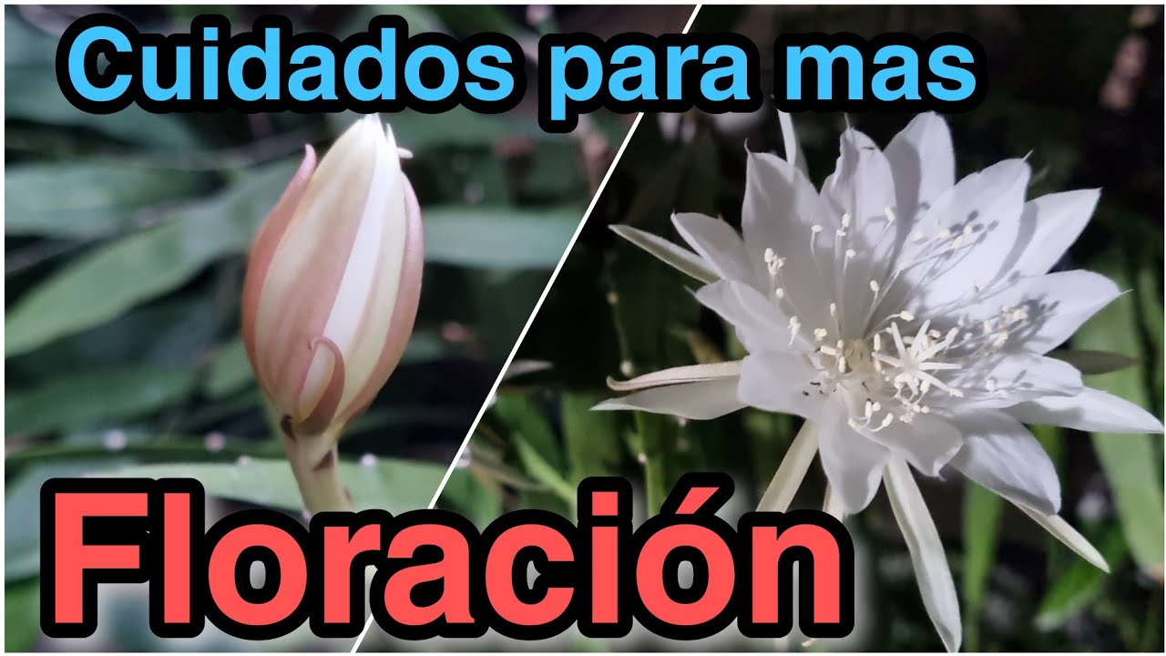 cuando florece el galan de noche