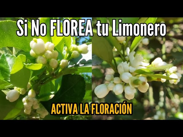 cuando florece el limonero 4 estaciones