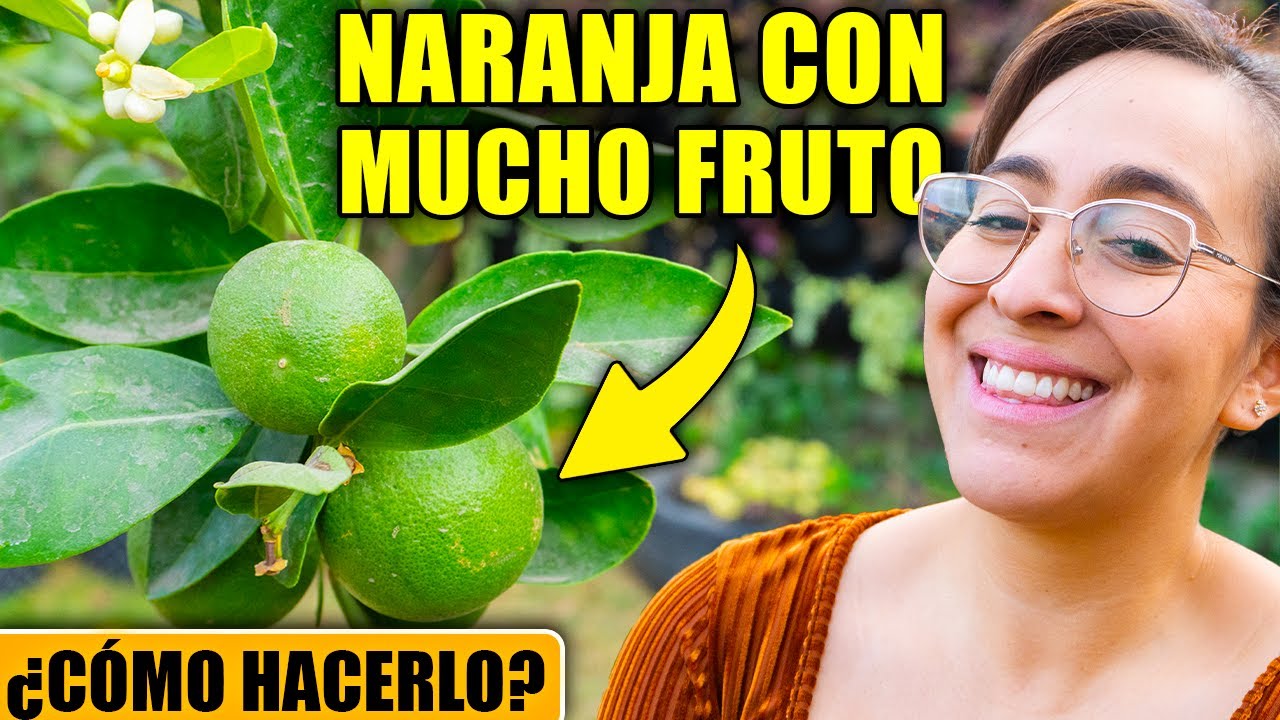 cuando florece el naranjo en españa