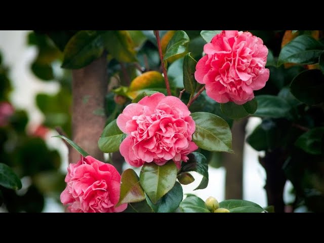 cuando florecen las camelias en galicia