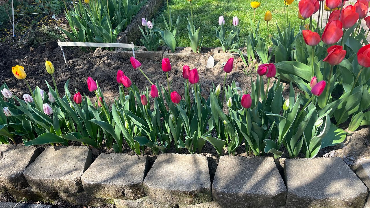 cuando florecen los tulipanes en españa