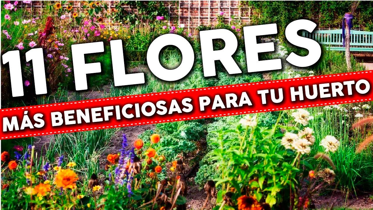 cuando plantar flores en el jardin