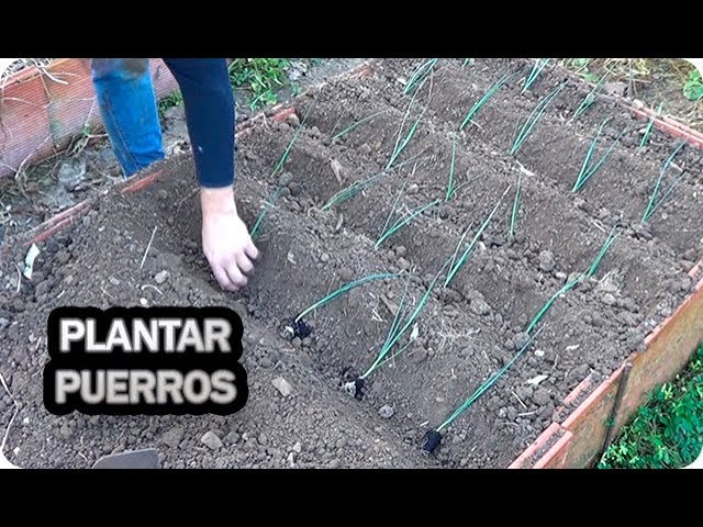 cuando plantar puerros en el huerto