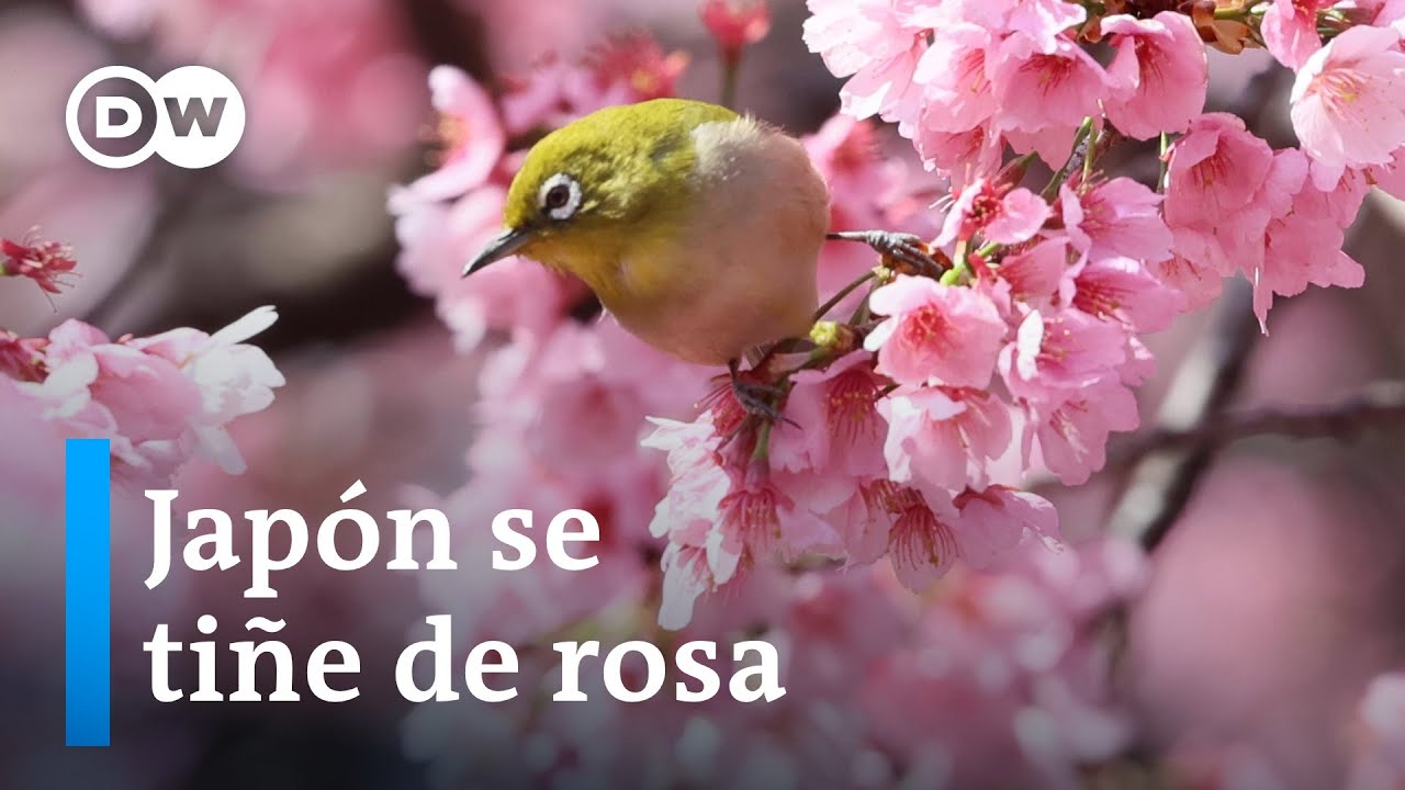 cuando salen las flores de cerezo