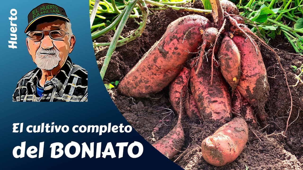 cuando se planta el boniato en españa