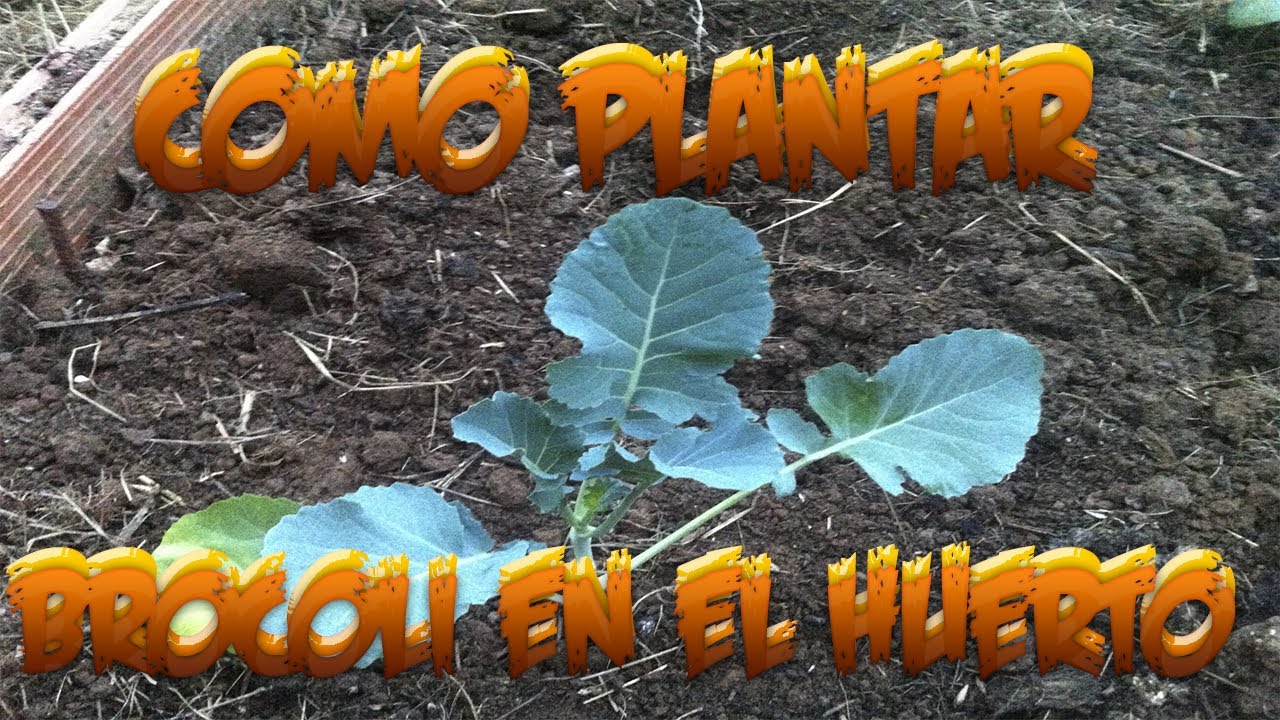 cuando se planta el brocoli en galicia
