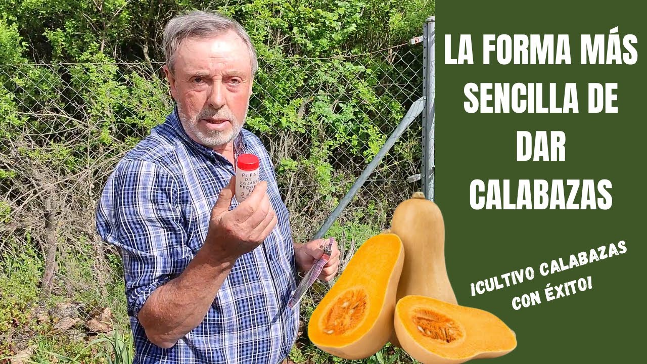 cuando se plantan las calabazas cacahuete