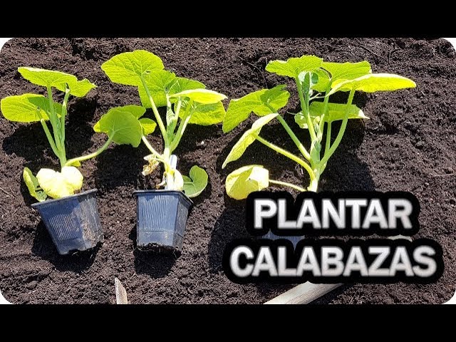 cuando se plantan las calabazas en galicia