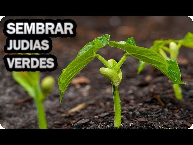 cuando se plantan las judias verdes